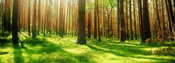Medio Ambiente